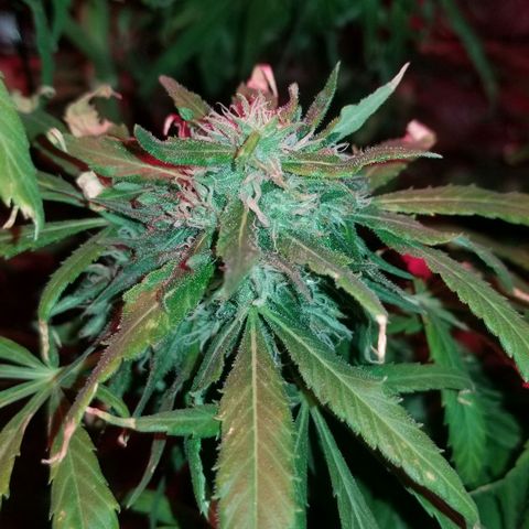 Genética desconocida growlog timeline photo