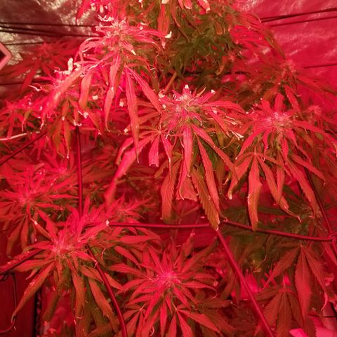 Genética desconocida growlog timeline photo