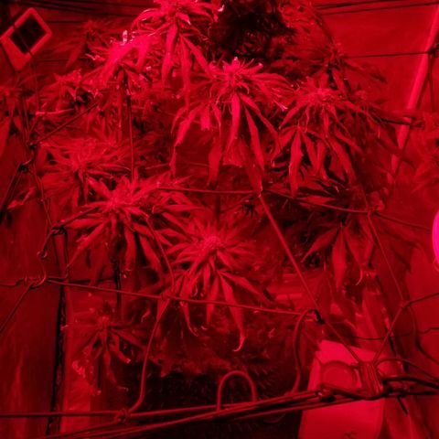Genética desconocida growlog timeline photo