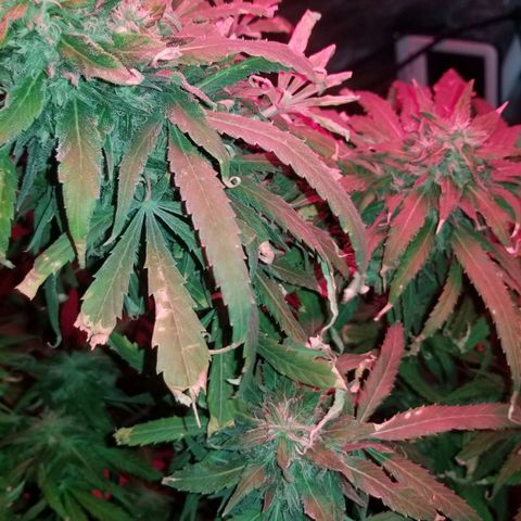 Genética desconocida growlog timeline photo