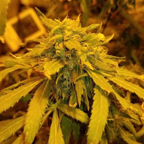 Genética desconocida growlog timeline photo