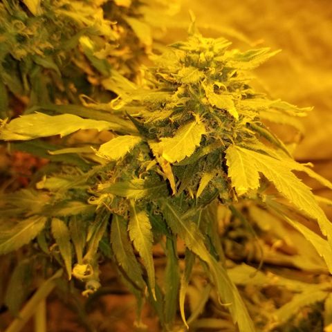 Genética desconocida growlog timeline photo