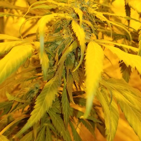 Genética desconocida growlog timeline photo