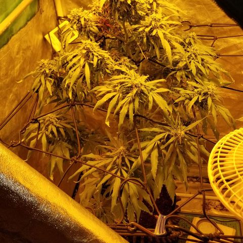 Genética desconocida growlog timeline photo