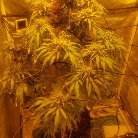 Genética desconocida growlog timeline photo