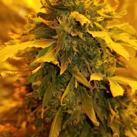 Genética desconocida growlog timeline photo