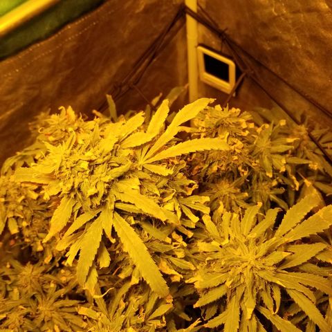 Genética desconocida growlog timeline photo