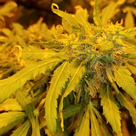 Genética desconocida growlog timeline photo