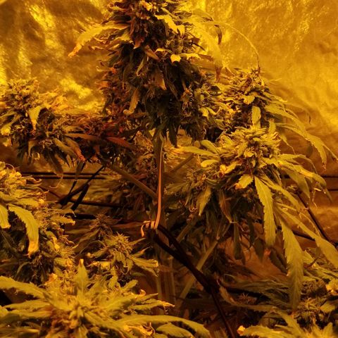 Genética desconocida growlog timeline photo