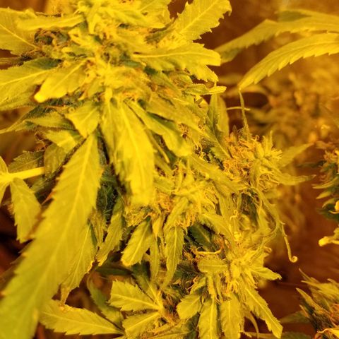 Genética desconocida growlog timeline photo