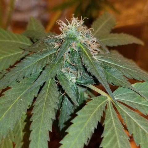 Genética desconocida growlog timeline photo