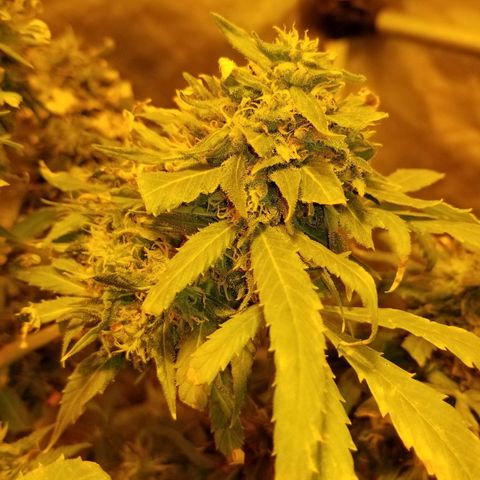 Genética desconocida growlog timeline photo
