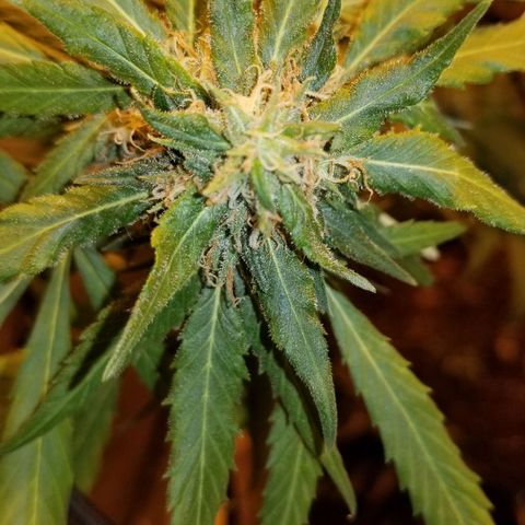 Genética desconocida growlog timeline photo