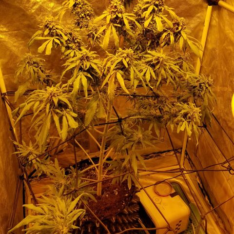 Genética desconocida growlog timeline photo