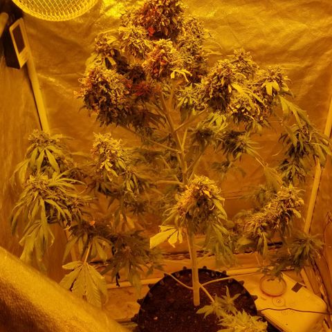 Genética desconocida growlog timeline photo