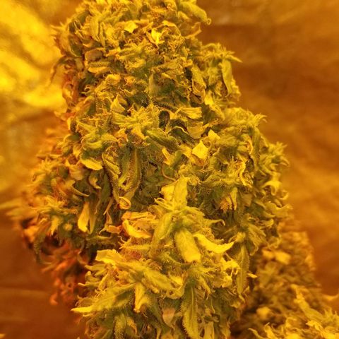 Genética desconocida growlog timeline photo