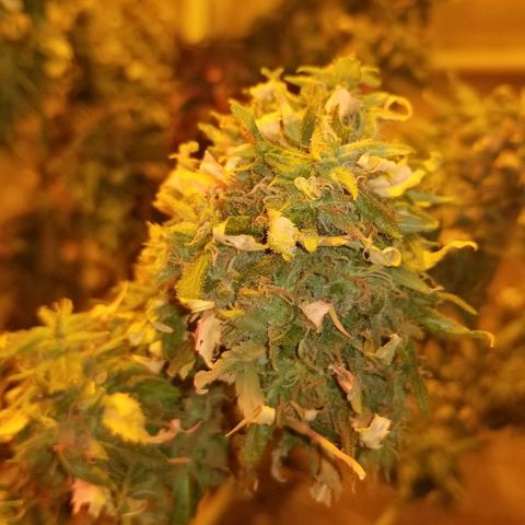 Genética desconocida growlog timeline photo