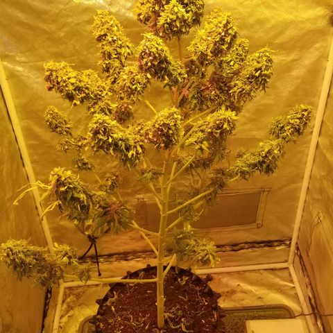 Genética desconocida growlog timeline photo