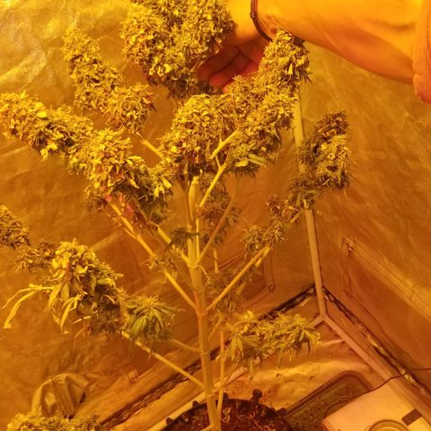 Genética desconocida growlog timeline photo