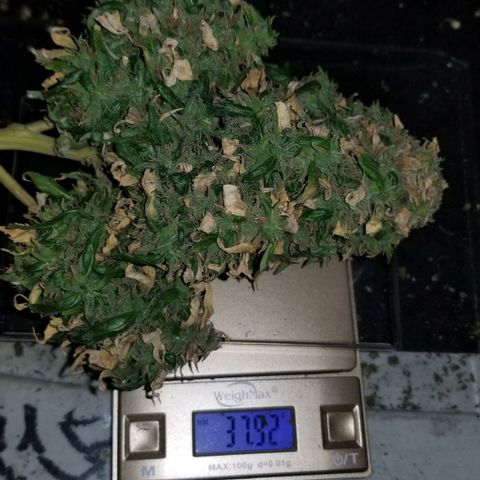 Genética desconocida growlog timeline photo