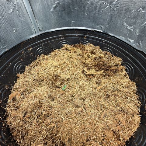 Amnesia Auto growlog timeline photo