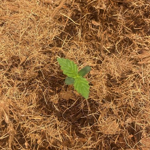 Amnesia Auto growlog timeline photo