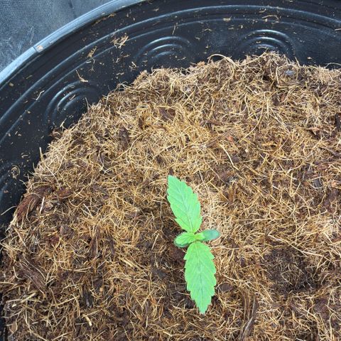 Amnesia Auto growlog timeline photo