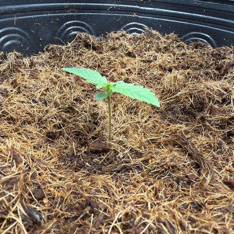 Amnesia Auto growlog timeline photo