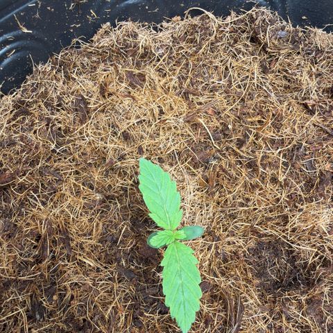 Amnesia Auto growlog timeline photo