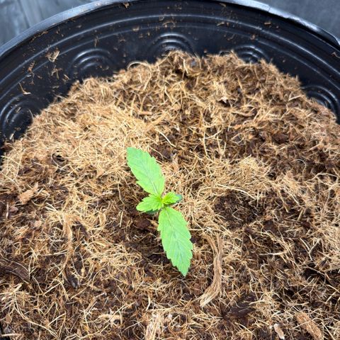 Amnesia Auto growlog timeline photo