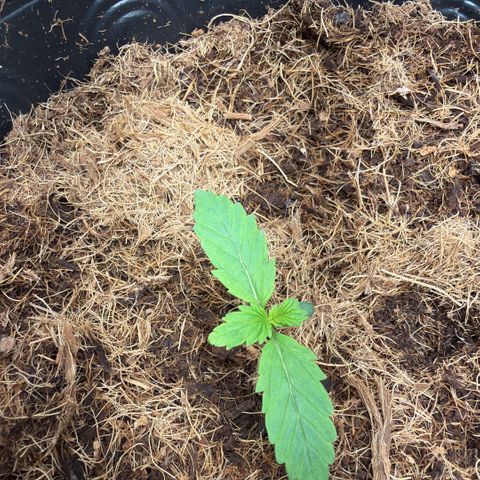 Amnesia Auto growlog timeline photo