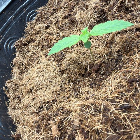 Amnesia Auto growlog timeline photo