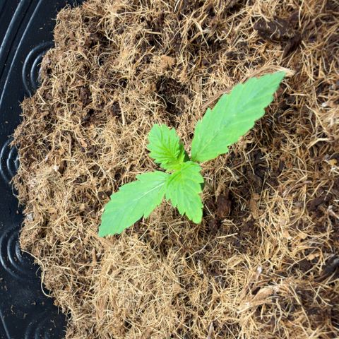 Amnesia Auto growlog timeline photo
