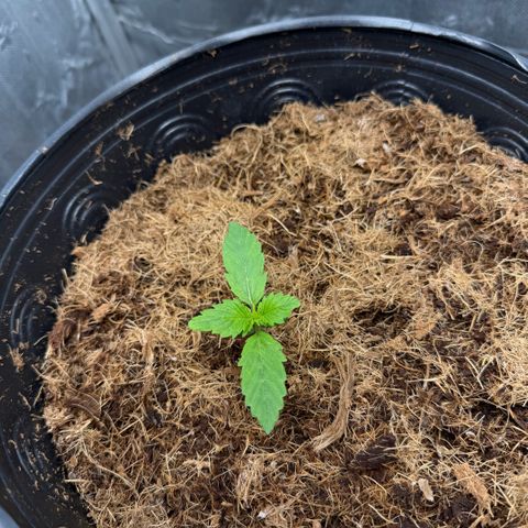 Amnesia Auto growlog timeline photo