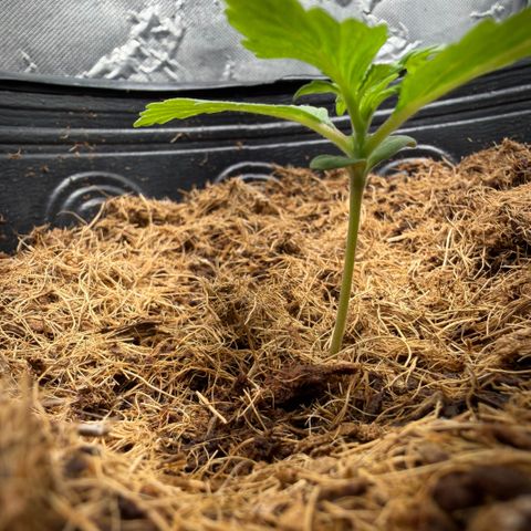Amnesia Auto growlog timeline photo