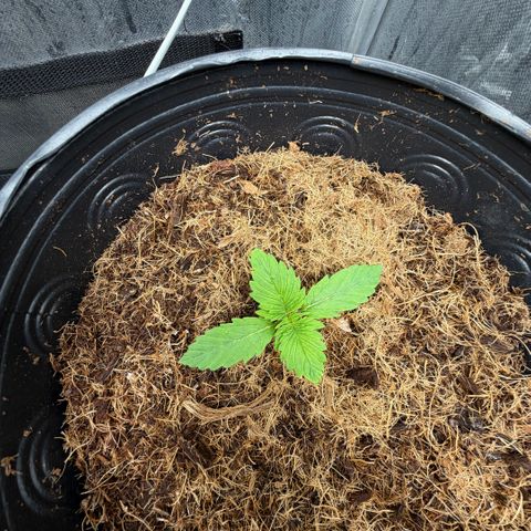 Amnesia Auto growlog timeline photo