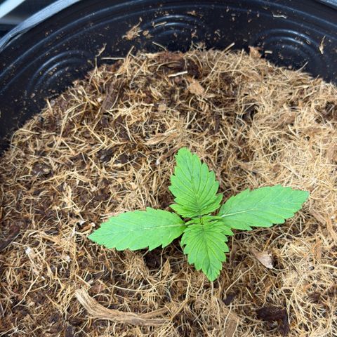 Amnesia Auto growlog timeline photo