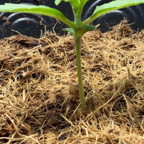 Amnesia Auto growlog timeline photo