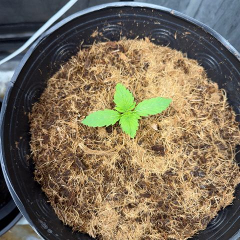 Amnesia Auto growlog timeline photo