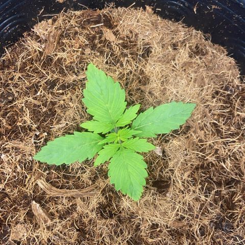 Amnesia Auto growlog timeline photo