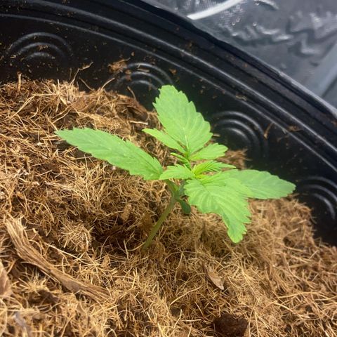Amnesia Auto growlog timeline photo