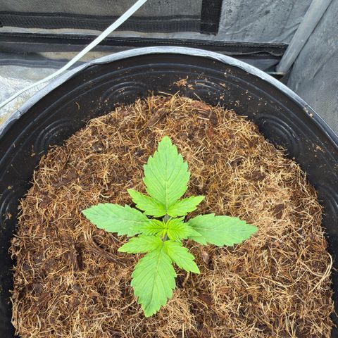 Amnesia Auto growlog timeline photo