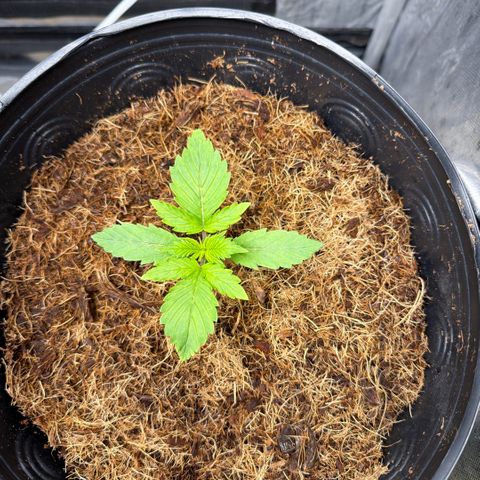 Amnesia Auto growlog timeline photo