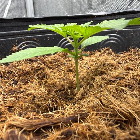 Amnesia Auto growlog timeline photo