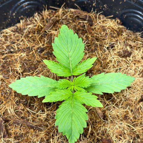 Amnesia Auto growlog timeline photo