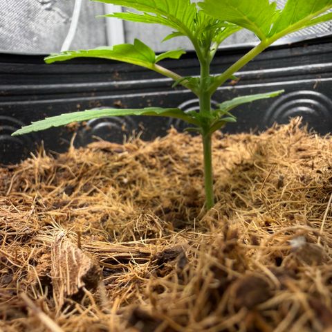 Amnesia Auto growlog timeline photo