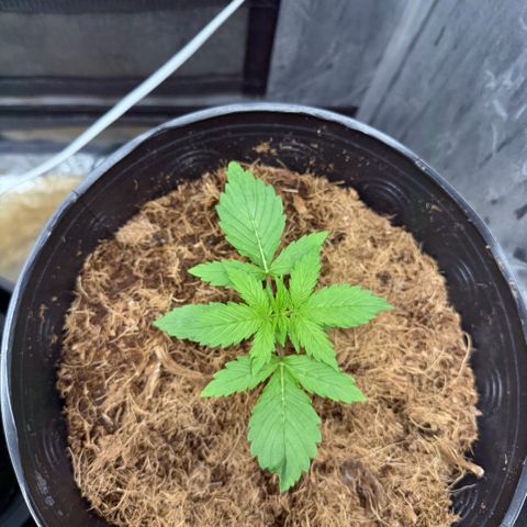 Amnesia Auto growlog timeline photo