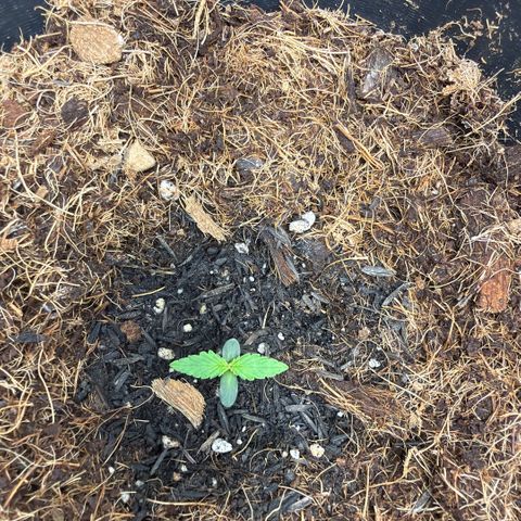 Lemonade Auto growlog timeline photo
