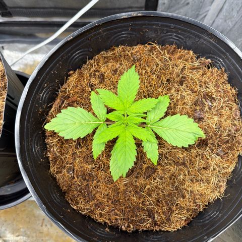 Amnesia Auto growlog timeline photo