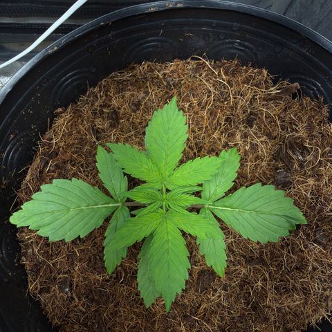 Amnesia Auto growlog timeline photo